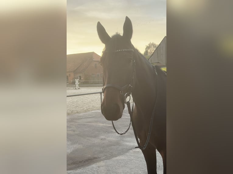 Other Warmbloods Mare 5 years 17 hh Brown in VredenVreden Other Warmbloods Mare 5 years 17 hh Brown in VredenVreden