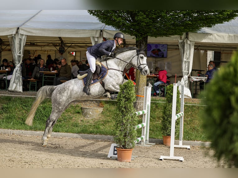 Other Warmbloods Mare 5 years Grey in Mägenwil