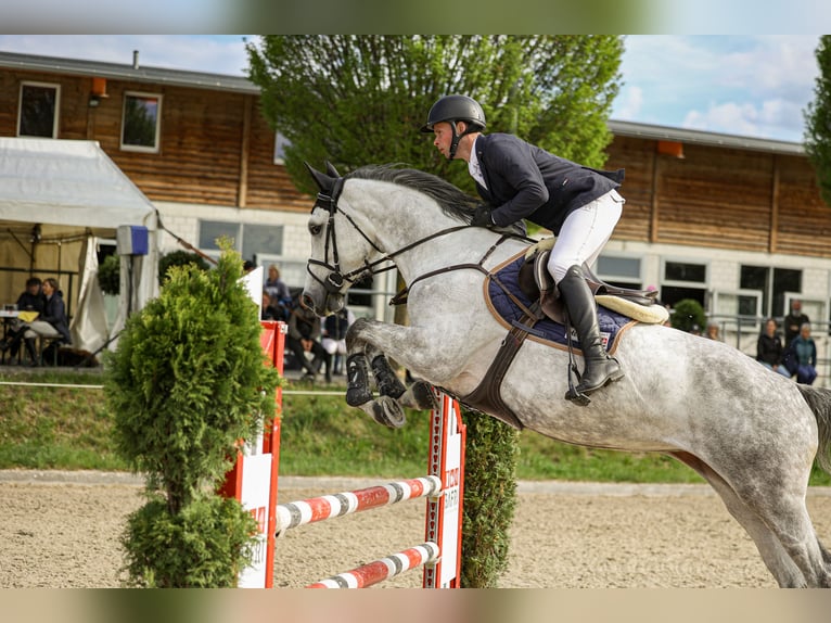 Other Warmbloods Mare 5 years Grey in Mägenwil