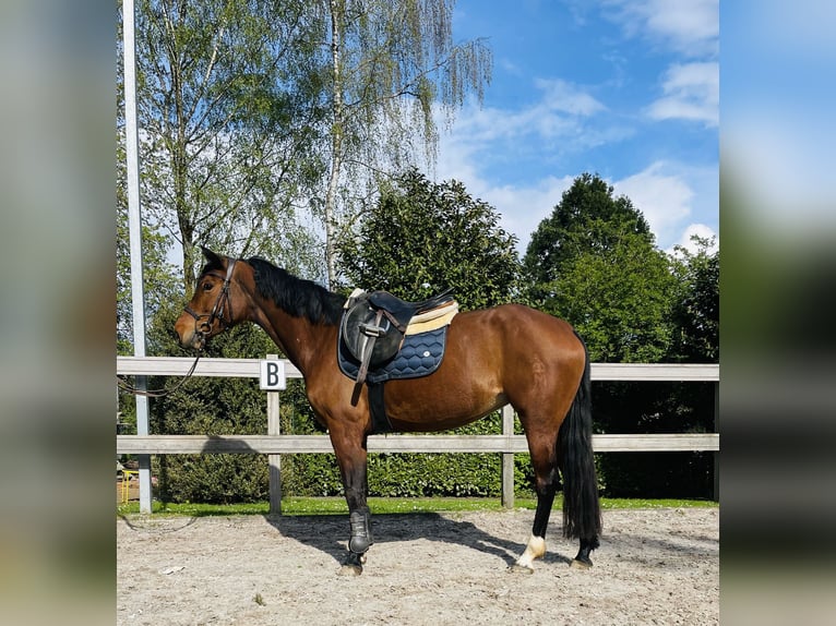 Other Warmbloods Mare 6 years 14,2 hh Brown in Steimel