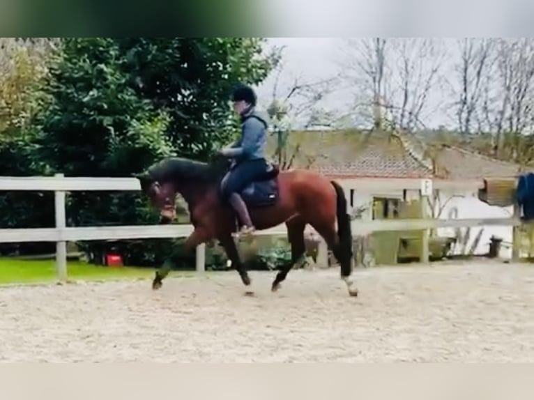 Other Warmbloods Mare 6 years 14,2 hh Brown in Steimel