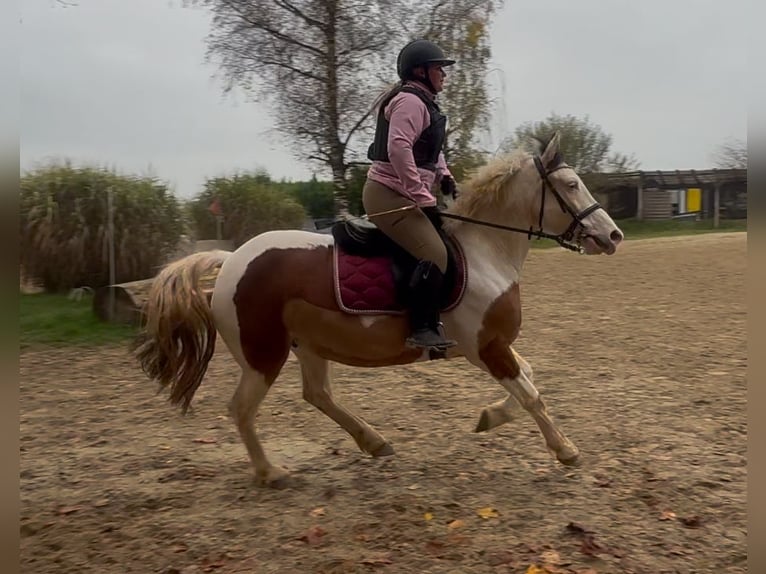 Other Warmbloods Mix Mare 6 years 14,2 hh Pinto in Aichach