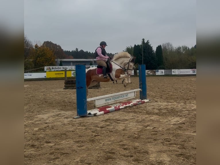 Other Warmbloods Mix Mare 6 years 14,2 hh Pinto in Aichach