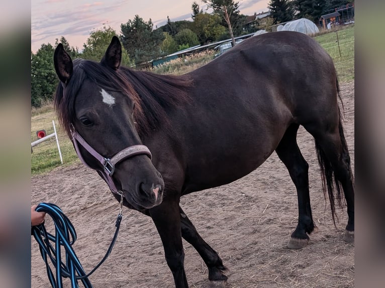 Other Warmbloods Mix Mare 6 years 14,1 hh Black in Möckern