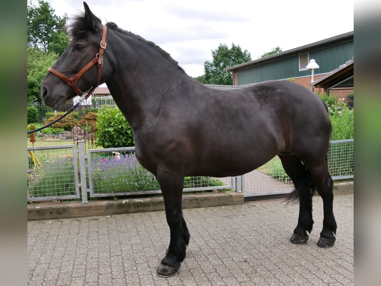 Other Warmbloods Mare 6 years 15.1 hh Black in Dorsten