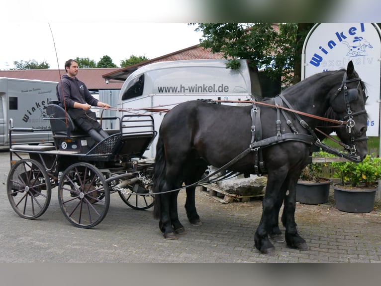 Other Warmbloods Mix Mare 6 years 15.1 hh Black in Dorsten