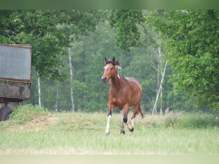 Other Warmbloods Mare 6 years 15,1 hh in Ribbesbüttel
