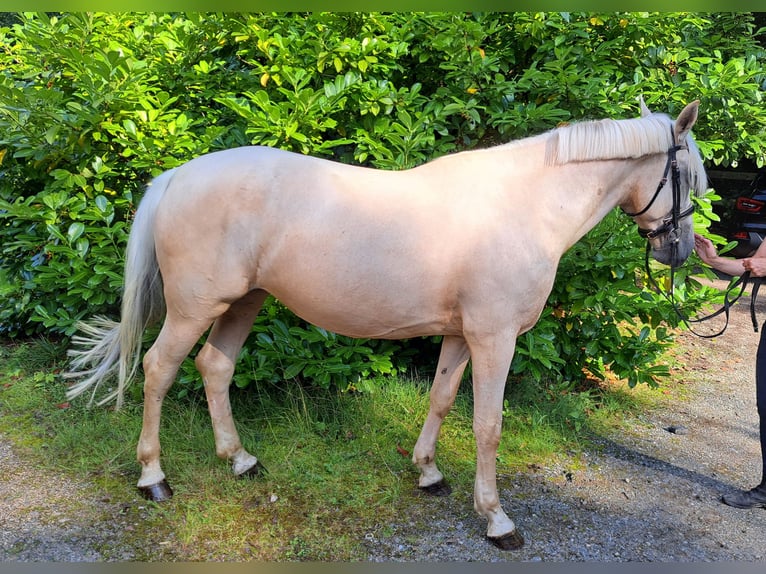 Other Warmbloods Mare 6 years 15,1 hh Palomino in Braunschweig