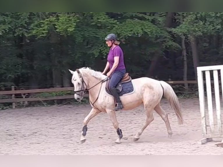 Other Warmbloods Mare 6 years 15,1 hh Palomino in Braunschweig