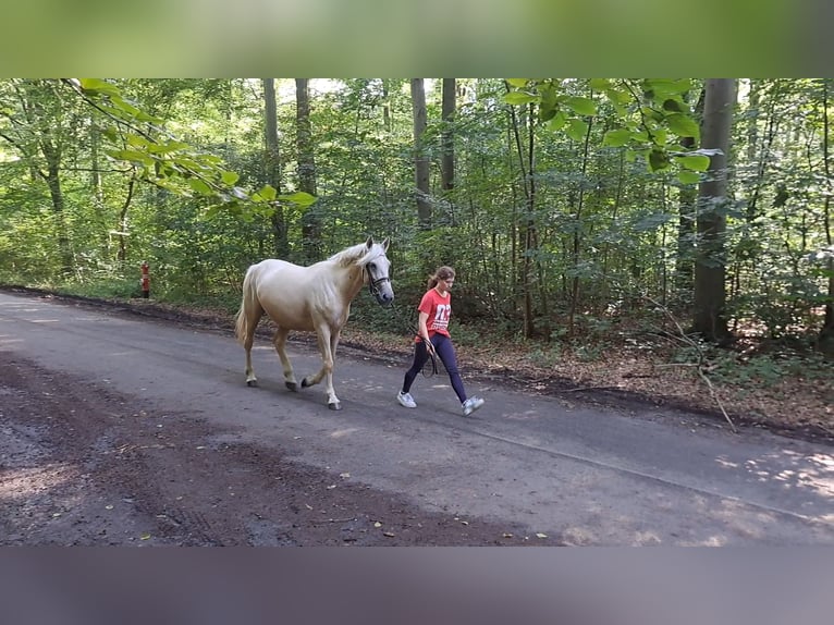 Other Warmbloods Mare 6 years 15,1 hh Palomino in Braunschweig