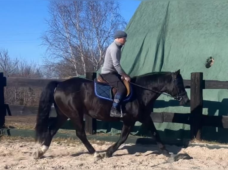 Other Warmbloods Mix Mare 6 years 15.2 hh Black in Görlitz