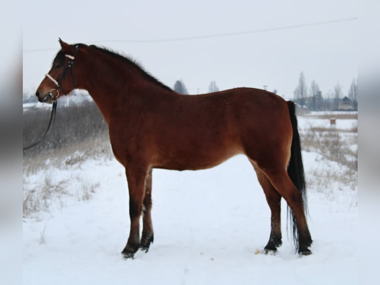 Other Warmbloods Mare 6 years 15.2 hh Brown in Békés