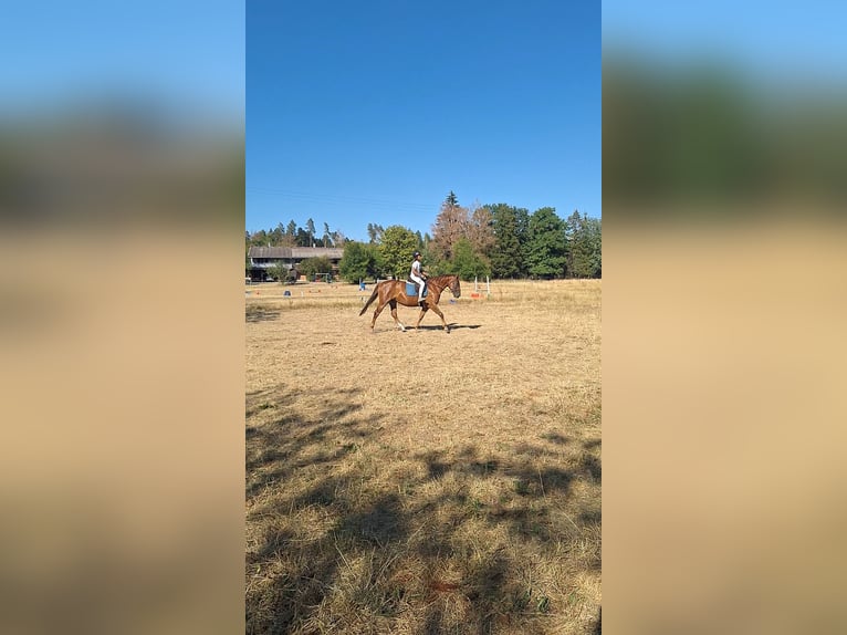 Other Warmbloods Mix Mare 6 years 15.2 hh Chestnut in Albbruck