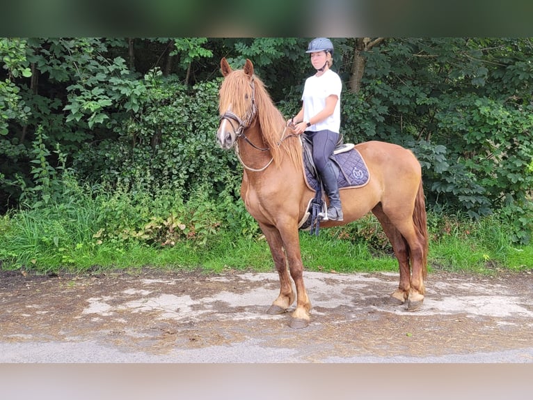 Other Warmbloods Mare 6 years 15,2 hh Chestnut-Red in Großalmerode