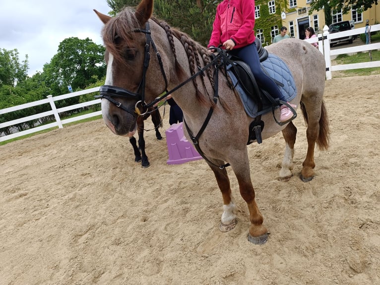 Other Warmbloods Mare 6 years 15.2 hh Roan-Red in neu gaarz