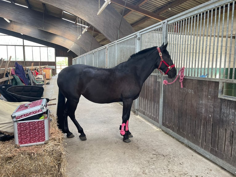 Other Warmbloods Mare 6 years 15,2 hh Smoky-Black in Dorsten