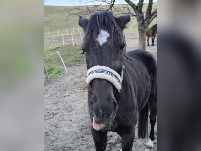 Other Warmbloods Mare 6 years 15.2 hh Smoky-Black in Hennberg
