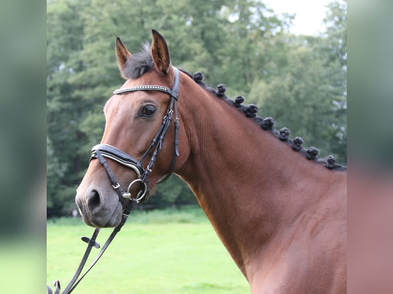 Other Warmbloods Mare 6 years 15,3 hh Brown in Nettetal