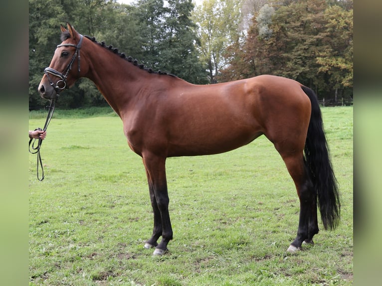 Other Warmbloods Mare 6 years 15,3 hh Brown in Nettetal
