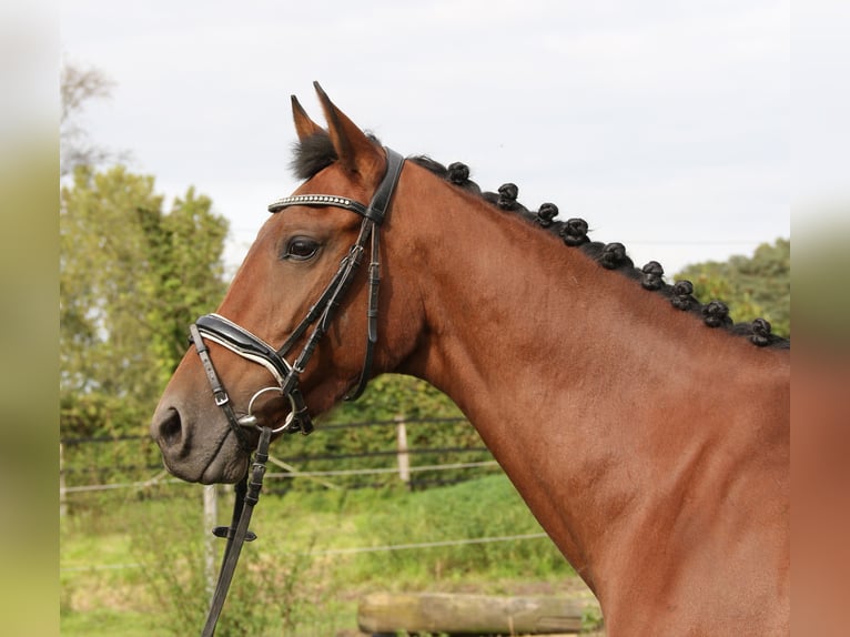Other Warmbloods Mare 6 years 15,3 hh Brown in Nettetal