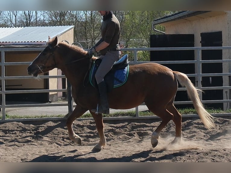 Other Warmbloods Mix Mare 6 years 15 hh Chestnut-Red in Buttstädt