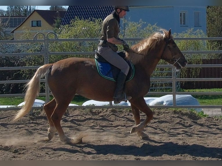 Other Warmbloods Mix Mare 6 years 15 hh Chestnut-Red in Buttstädt
