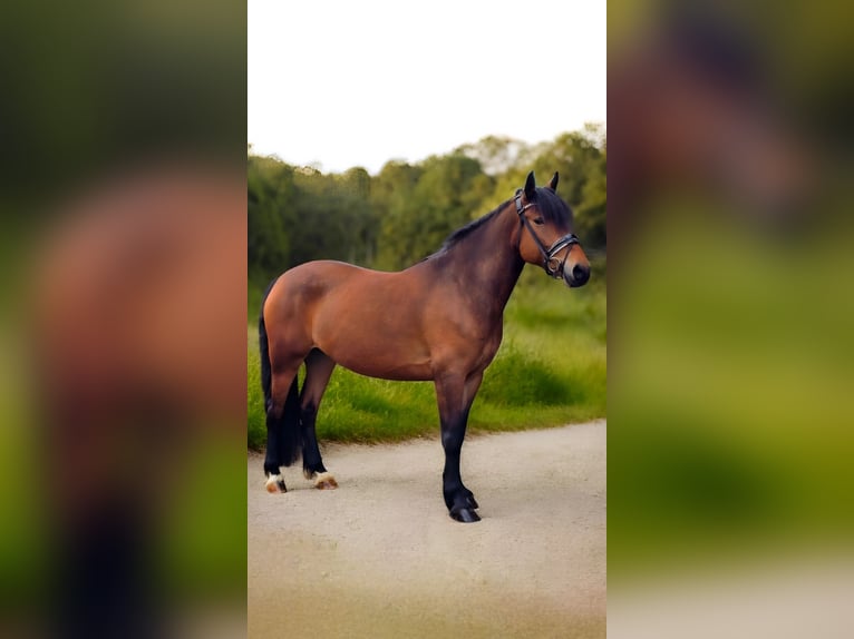 Other Warmbloods Mare 6 years 15,1 hh Brown in Warendorf