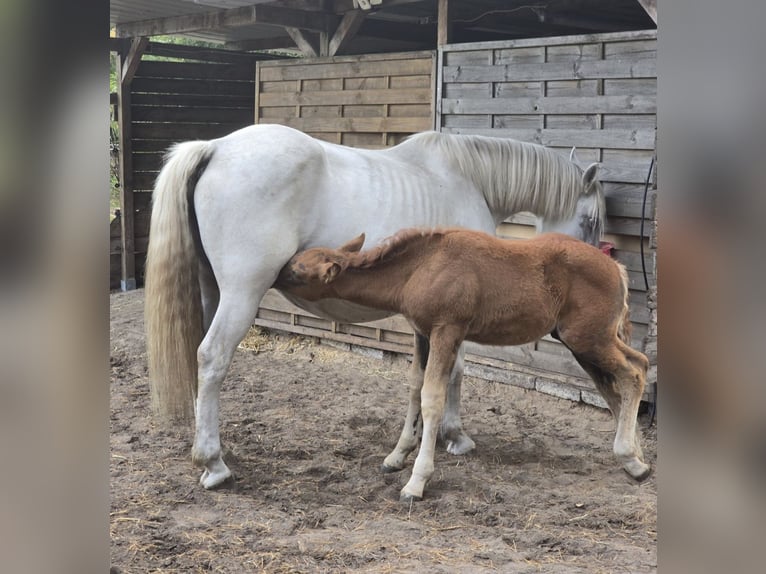 Other Warmbloods Mare 6 years 15,1 hh Grey in M&#xFC;hlenbeck