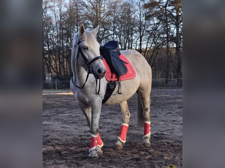 Other Warmbloods Mare 6 years 15,1 hh Grey in M&#xFC;hlenbeck