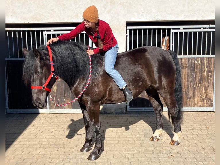 Other Warmbloods Mix Mare 6 years 15,2 hh Black in Görlitz