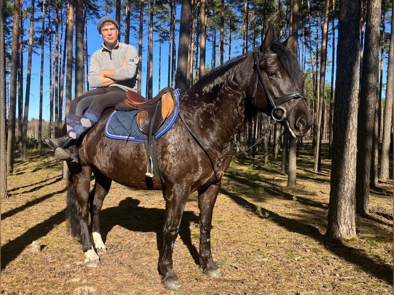 Other Warmbloods Mix Mare 6 years 15,2 hh Black in Görlitz