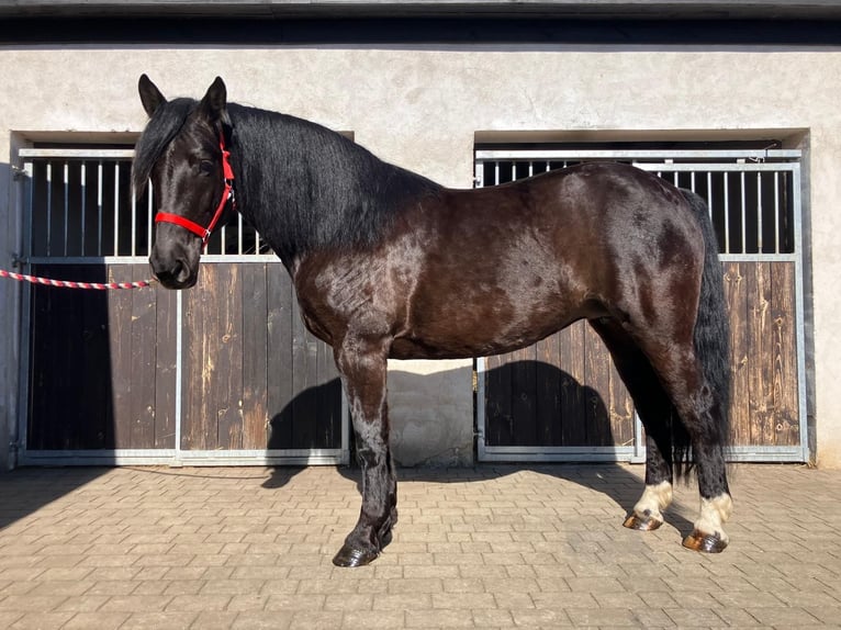 Other Warmbloods Mix Mare 6 years 15,2 hh Black in Görlitz