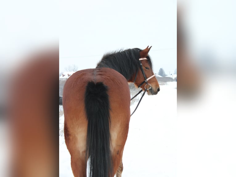 Other Warmbloods Mare 6 years 15,2 hh Brown in Békés