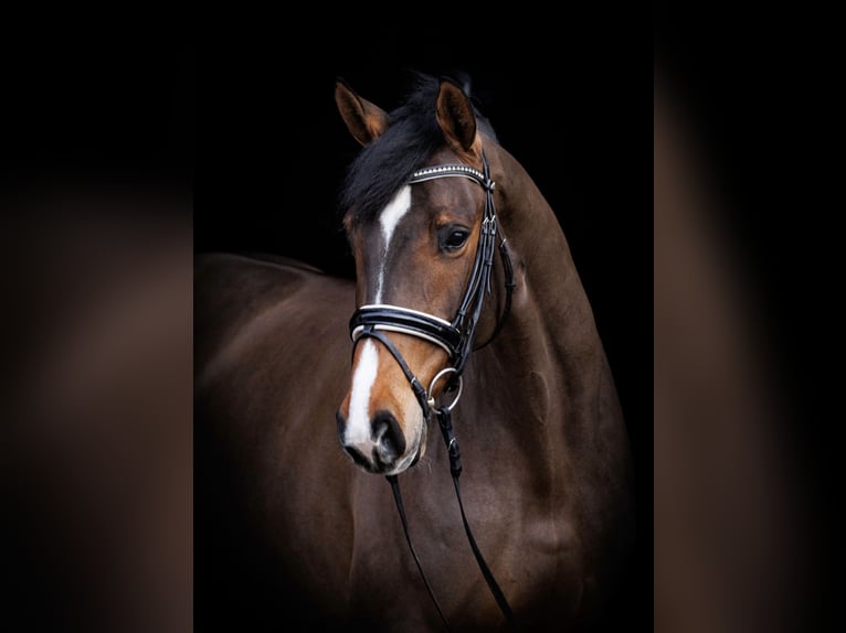 Other Warmbloods Mare 6 years 16,2 hh Brown in Rossrüti