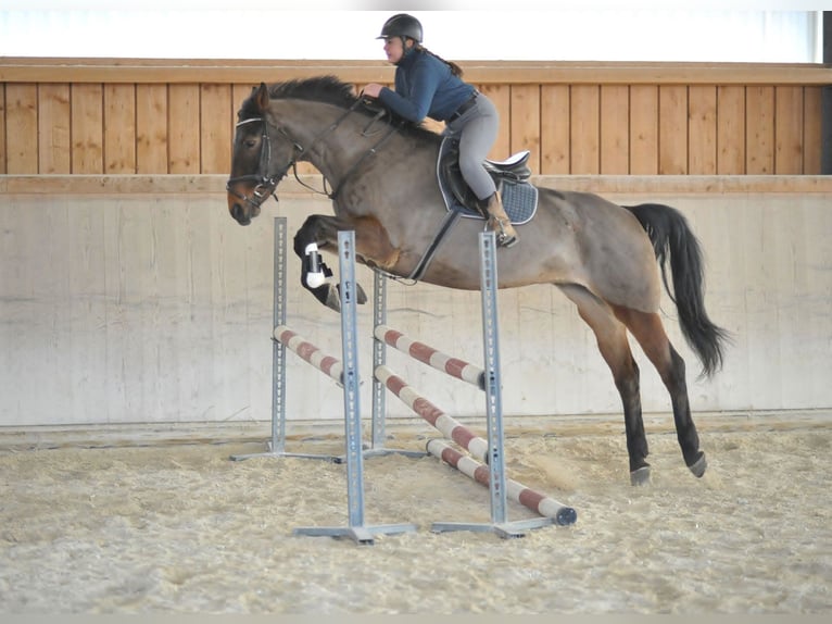 Other Warmbloods Mare 6 years 16,2 hh Brown in Wellheim