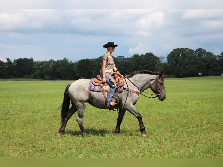 Other Warmbloods Mare 6 years 16,2 hh Roan-Blue in Highland MI