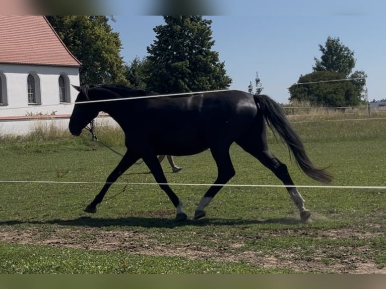 Other Warmbloods Mare 6 years 16 hh Black in IglingIgling