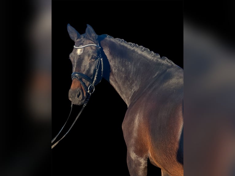 Other Warmbloods Mare 6 years 16 hh Brown in Renningen