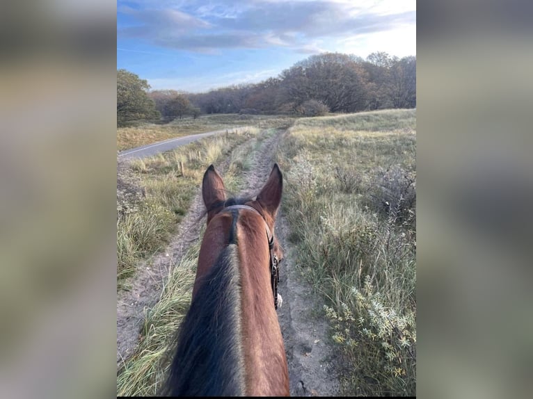 Other Warmbloods Mare 6 years 16 hh Brown in Neunkirchen-Seelscheid