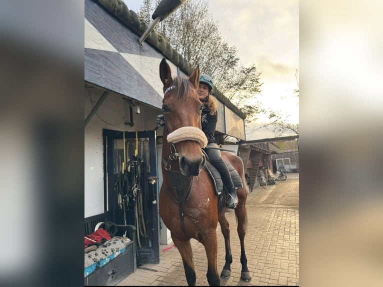 Other Warmbloods Mare 6 years 16 hh Brown in Neunkirchen-Seelscheid