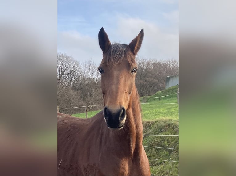 Other Warmbloods Mare 6 years 16 hh Brown in Neunkirchen-Seelscheid