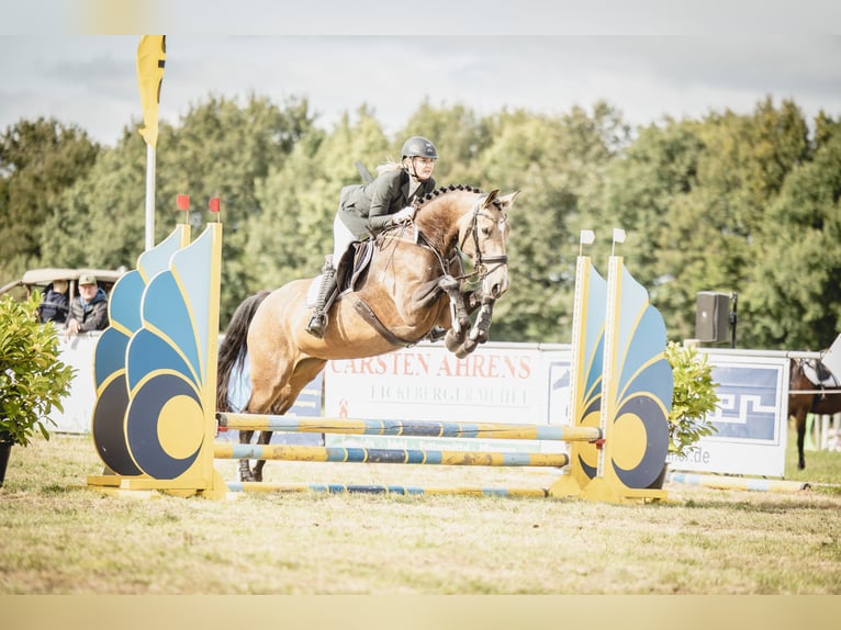 Other Warmbloods Mare 6 years 16 hh Buckskin in Tiste