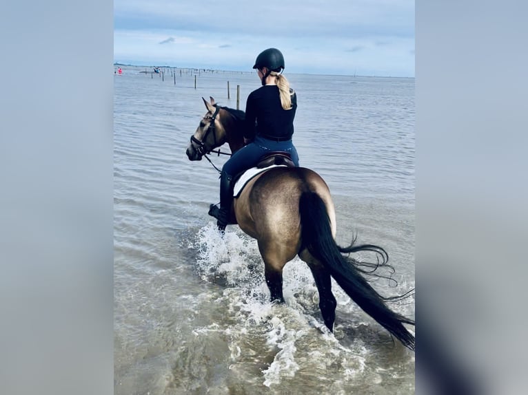 Other Warmbloods Mare 6 years 16 hh Buckskin in Tiste