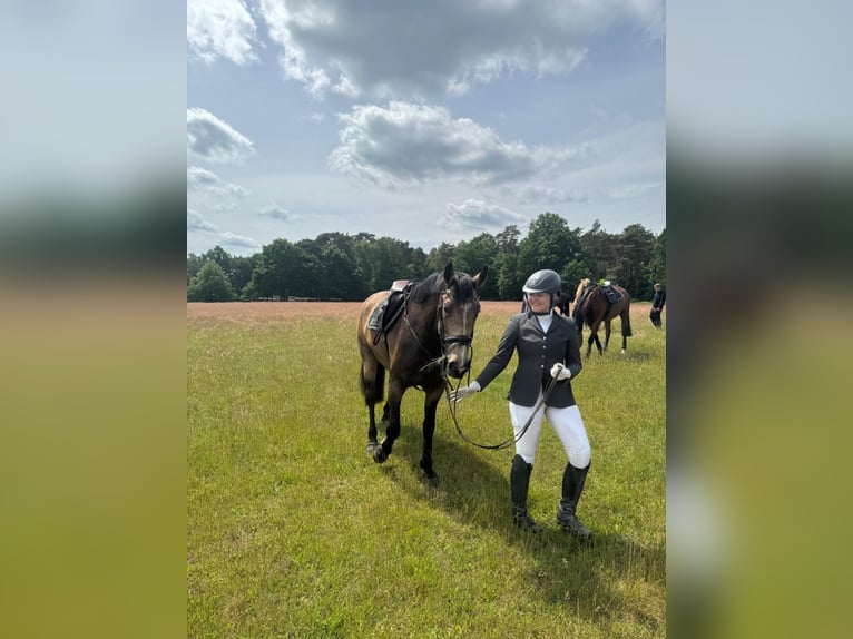 Other Warmbloods Mare 6 years 16 hh Buckskin in Tiste