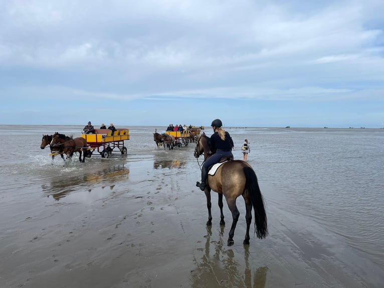 Other Warmbloods Mare 6 years 16 hh Buckskin in Tiste