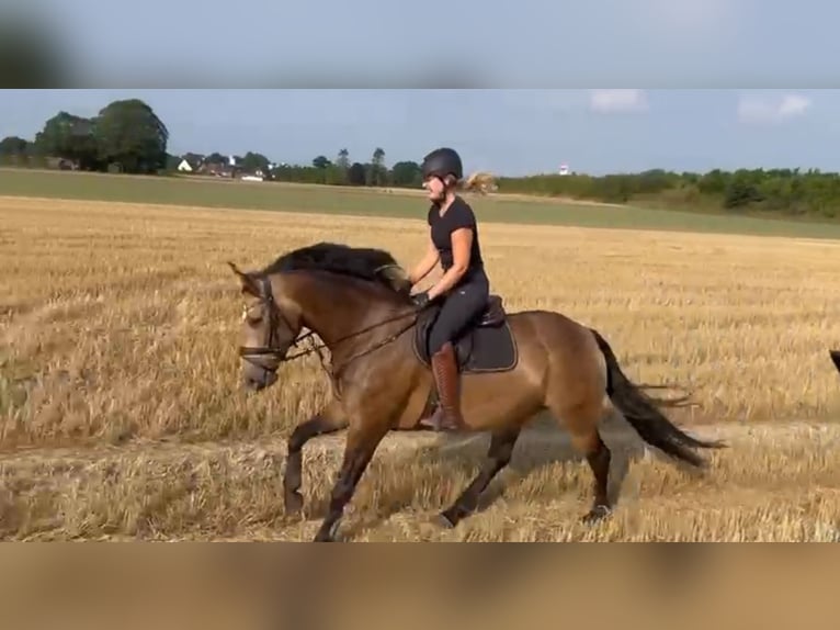 Other Warmbloods Mare 6 years 16 hh Buckskin in Tiste