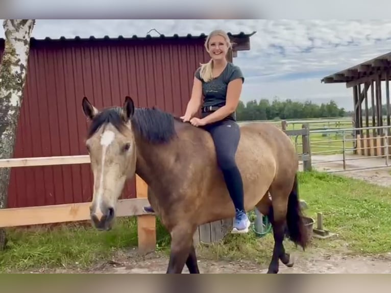 Other Warmbloods Mare 6 years 16 hh Buckskin in Tiste