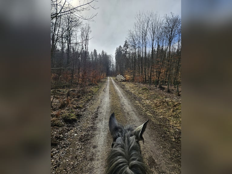 Other Warmbloods Mare 6 years 16 hh Grey-Dapple in Deggingen