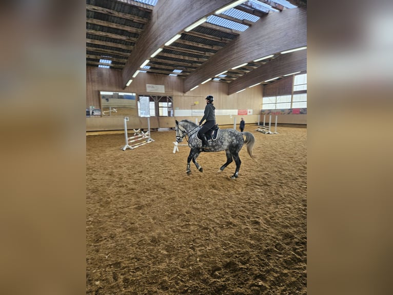Other Warmbloods Mare 6 years 16 hh Grey-Dapple in Deggingen