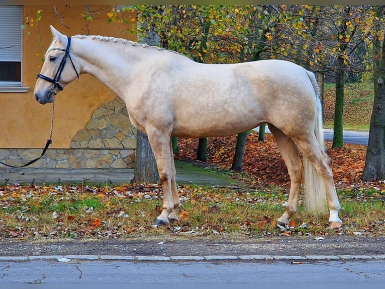 Other Warmbloods Mare 6 years 16 hh Palomino in Gyula